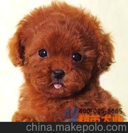 玩具泰迪、迷你贵宾有什么区别