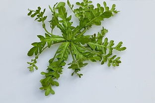 荠荠菜是什么菜?荠荠菜怎么吃?