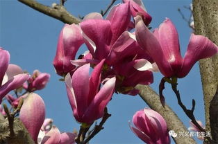 上海的市花是什么?