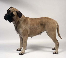 马士提夫犬的品种标准