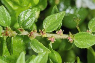 雾水葛红色和白色有区别