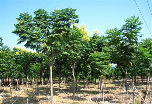 菩提果有什么功效