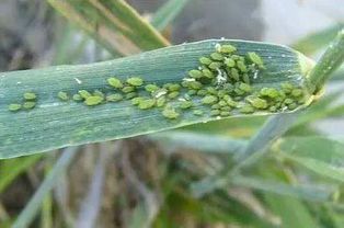 花生蚜虫防治方法有哪些