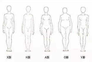 人的体型可以分为哪些种类?