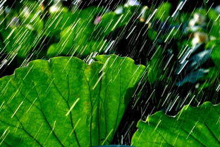 风什么雨什么的成语