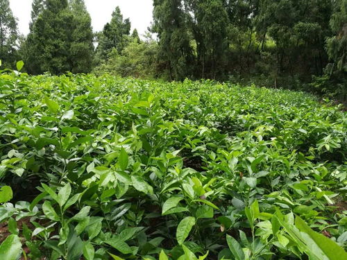 柠檬苗怎么种植方法