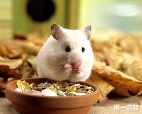 仓鼠不能吃什么食物?