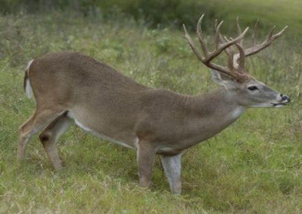 deer的复数是什么?