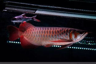 金龙鱼为什么趴在鱼缸下