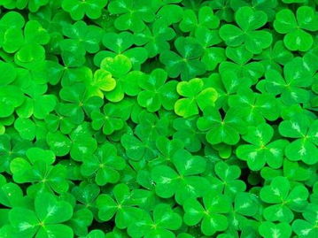 三叶草可以吃吗