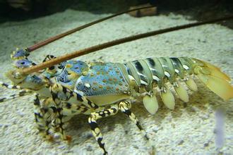 锦绣龙虾如何存放才能活?