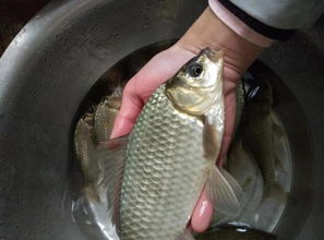 菜籽饼怎么做钓鱼窝料