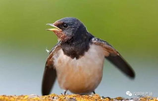 报得三春晖中的三春指的是哪三春?