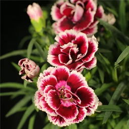 康乃馨是什么样子