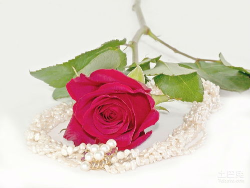 现在在花店买玫瑰花99朵的大概要多少钱?