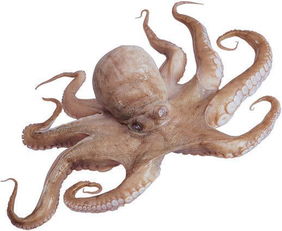 墨鱼和章鱼有什么区别?