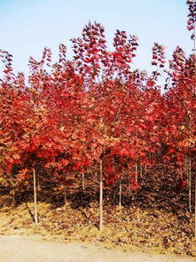 谈谈美国红枫-秋火焰红枫未来的发展前景怎么样?