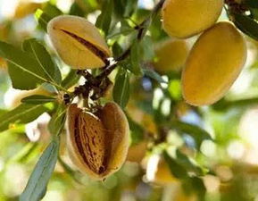 巴旦木的树长什么样