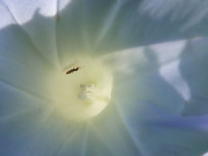 奇幻的意思是什么