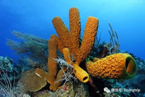 海绵动物有哪些