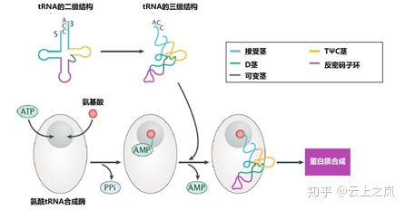 tRNA有什么功能?