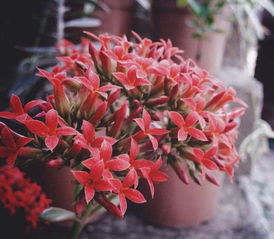 虎刺红电视剧里面哪一集是花老板被日本人用刑