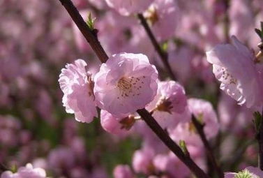 杏花,春雨,江南造句