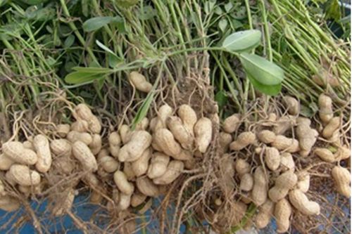 花生怎么种植方法 步骤