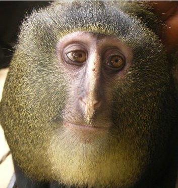 猴子有几种?