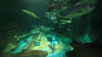 国内最大的海底世界有哪些