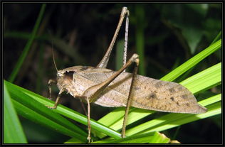 纺织娘是什么昆虫?