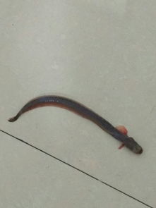 12生肖的歇后语洞里的( )——不知长短