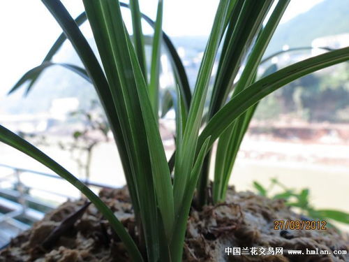 有“中国野生兰花之乡”之称的是哪个省?花总量达多少?
