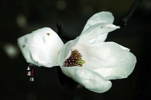 白玉兰花的寓意是什么