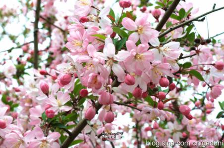 3月开什么花