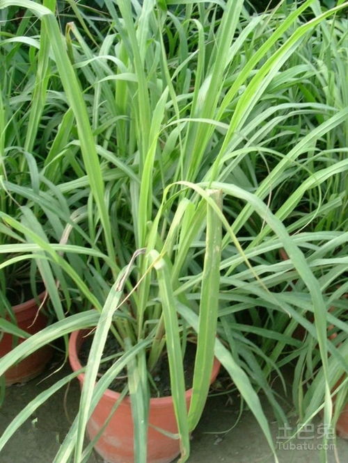 香茅草的作用与功效