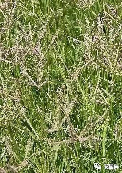 结缕草的品种和类型有哪些?