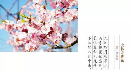 不知转入此中来的上一句是什么 不知转入此中来的上一句列述