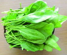 菠菜不能和啥一起吃