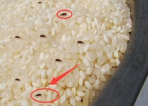 大米生虫子还能吃吗