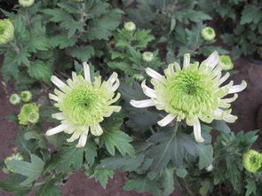 菊花什么季节开花