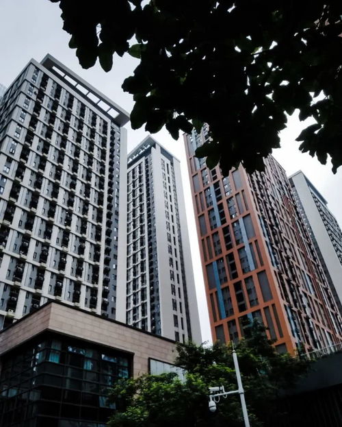 请用一句话描述你眼中的深圳的春天