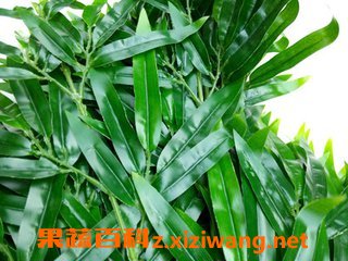 竹子叶有什么功效?