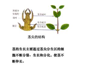 植物的茎有什么作用?