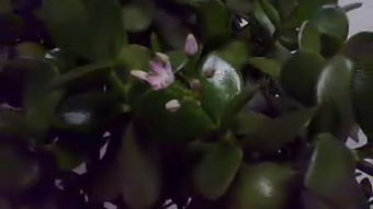 玉树开花吗