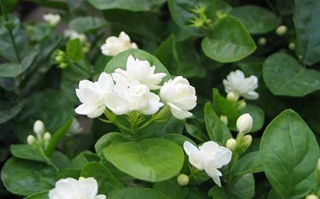 茉莉花的歌词?