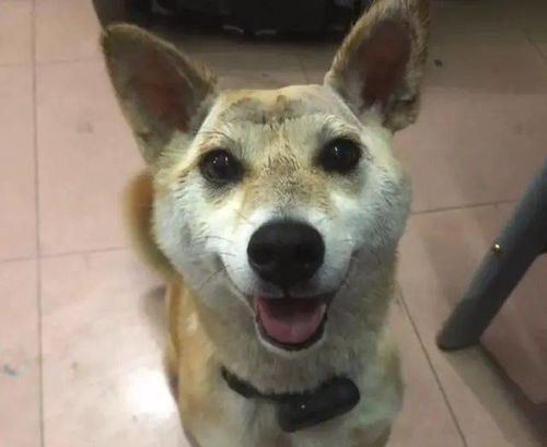 老鼠为什么不碰粘鼠板?