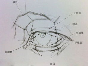 素描中的三大面五大调子是指什么?