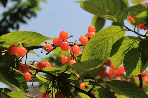 樱桃树怎么种