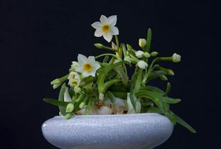 水仙花怎么养 5种方法让水仙花叶姿秀美亭亭玉立